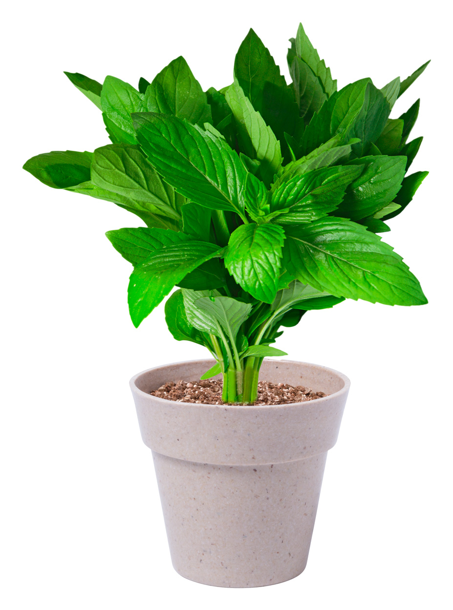 zestaw ziół Nertel